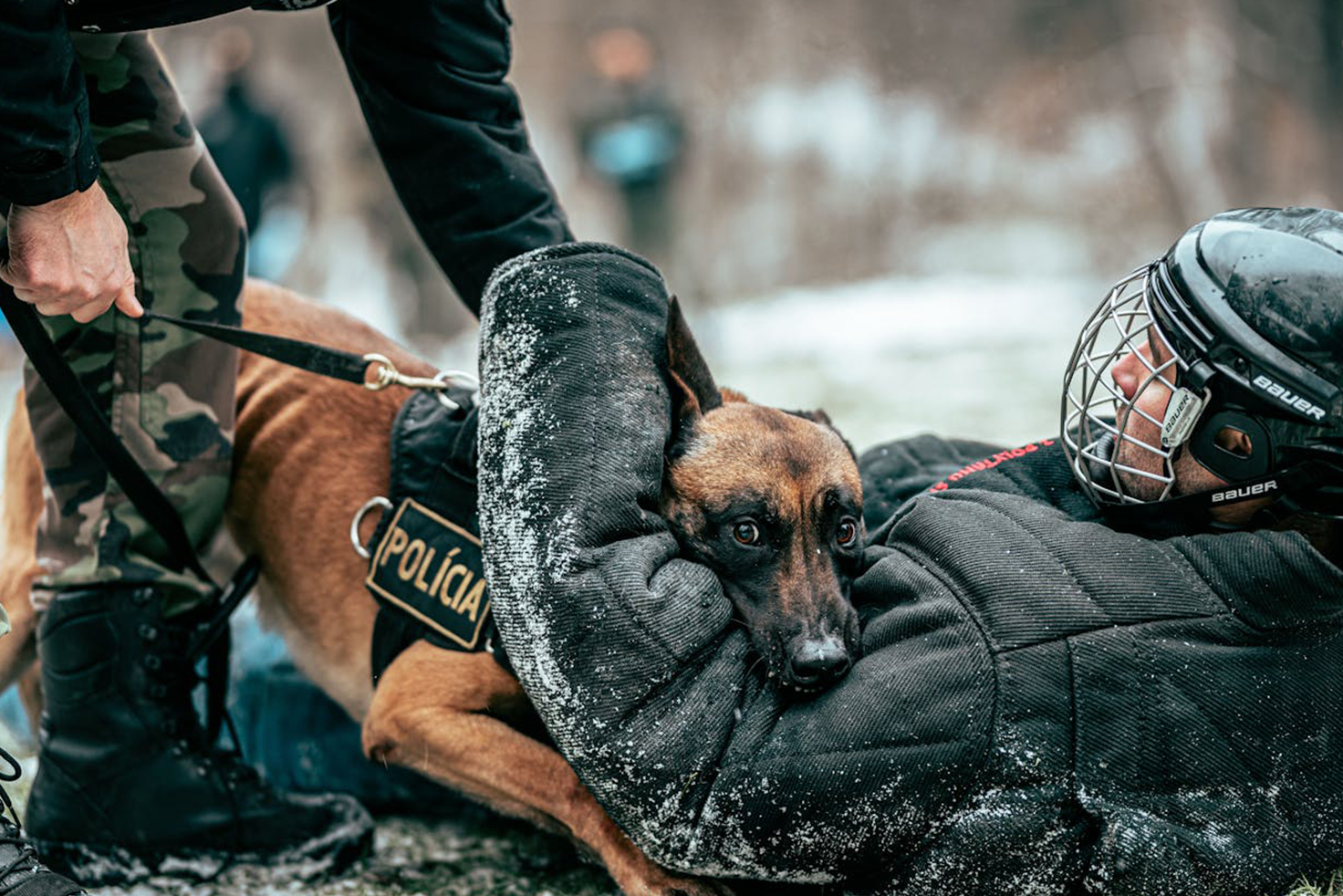 Dog Bite